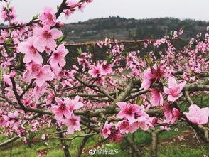 故里花开,寻根之旅，探寻家乡的美丽变迁