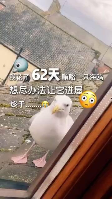 海鸥来过的房间,海鸥足迹下的神秘房间之谜